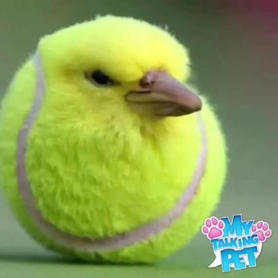 aaaaaaa